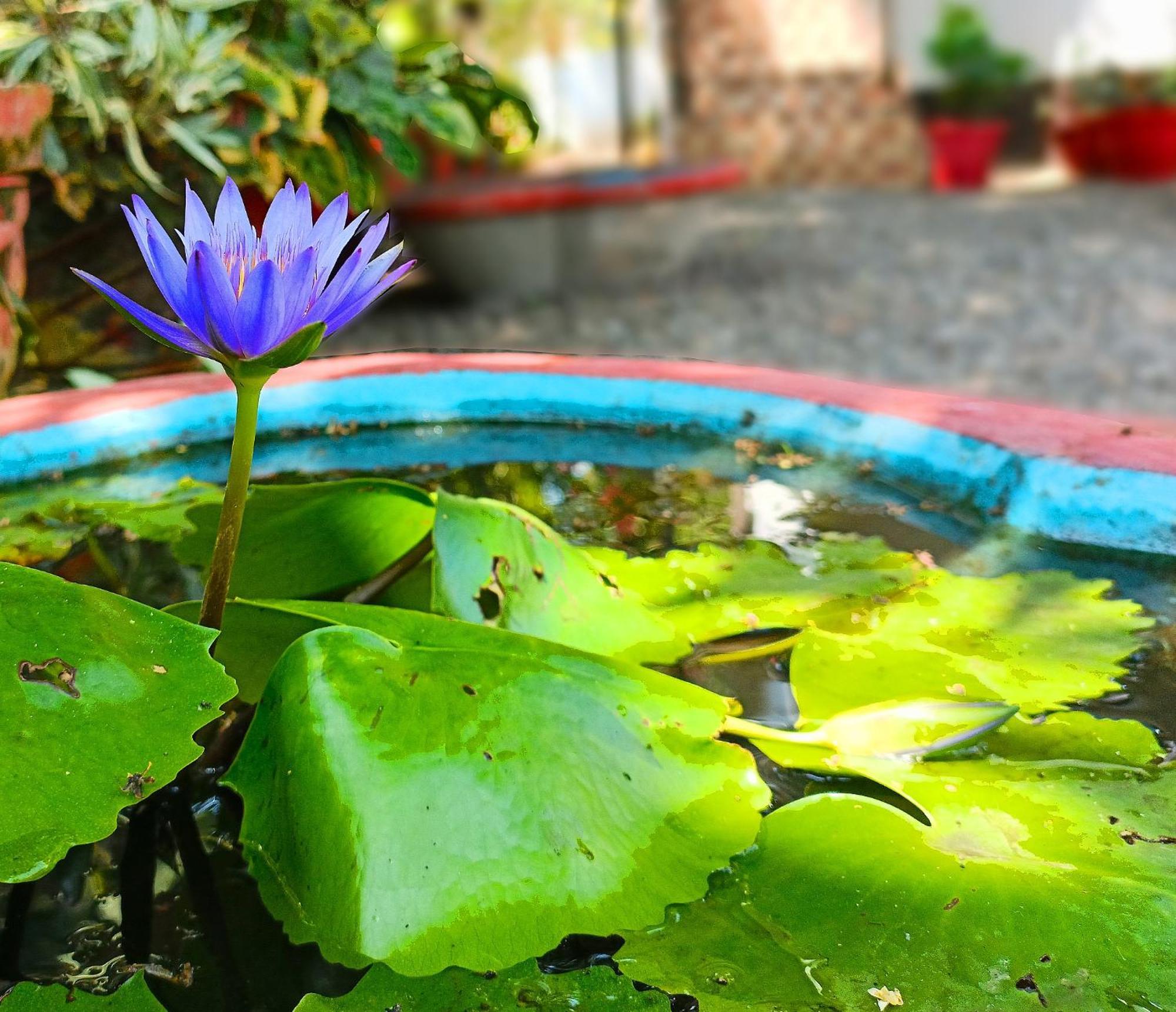 מאראריקולם Alma Homestay מראה חיצוני תמונה